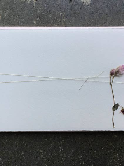 Roze Rhodanthe - Geperste bloemnoten voor wholesale door SOOLIP