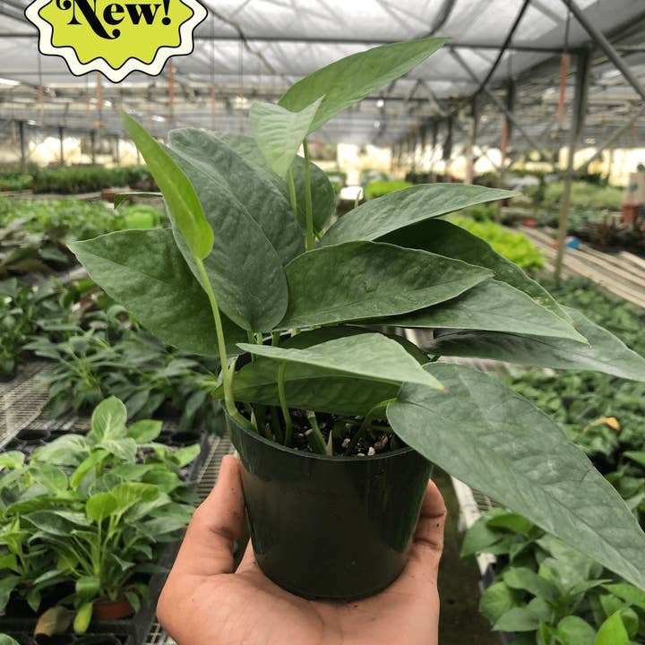 House Plant Wholesale - Wholesale Live Plant - Pothos Cebu Blue 4-in