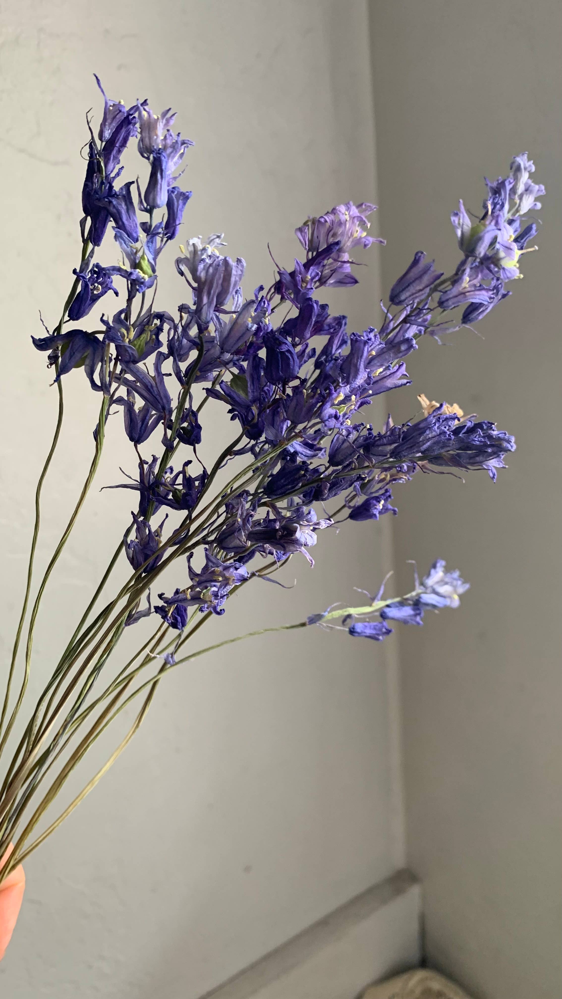 Twig and Snip - Wholesale Dried/Pressed Flowers - Dried Spanish Bluebells- Indigo Blue color2