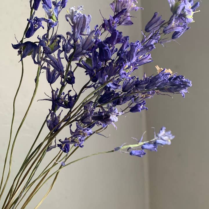 Twig and Snip - Wholesale Dried/Pressed Flowers - Dried Spanish Bluebells- Indigo Blue color2