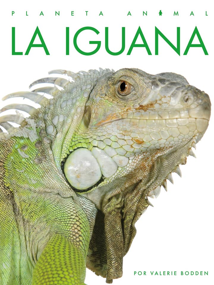 La iguana for wholesale by The Creative Company