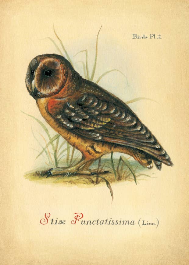 Bomo Art Budapest - Wholesale Everyday Greeting Card - Greeting Card + Envelope10