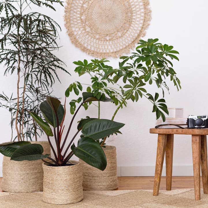 Will & Atlas - Wholesale Basket - Tall Round Basket, jute