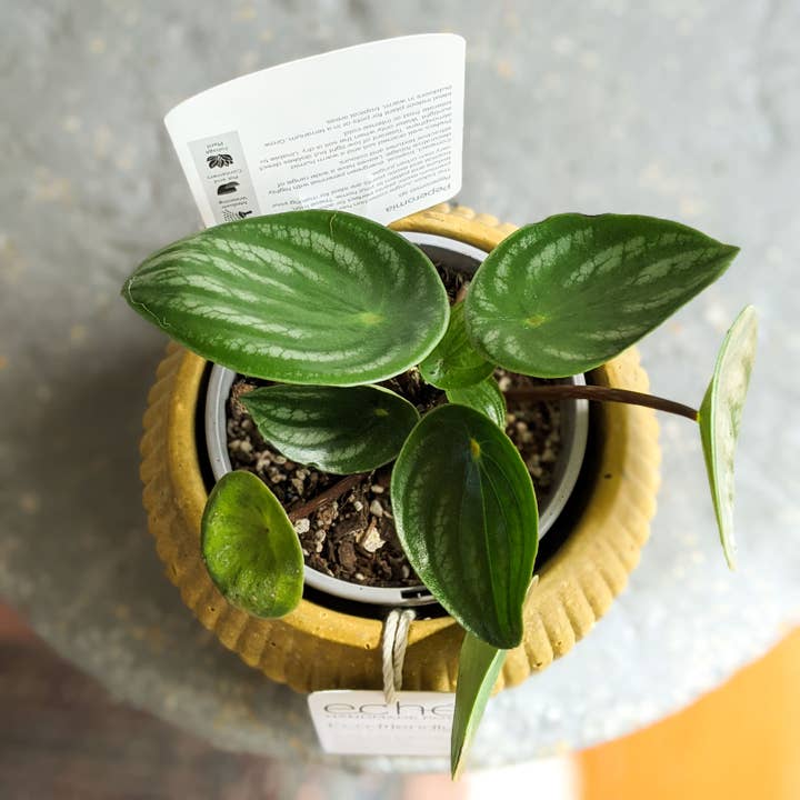 Eché pots - Wholesale Plant pot - Hemp & Coconut fibre Rib Pot - Handcrafted in Australia9