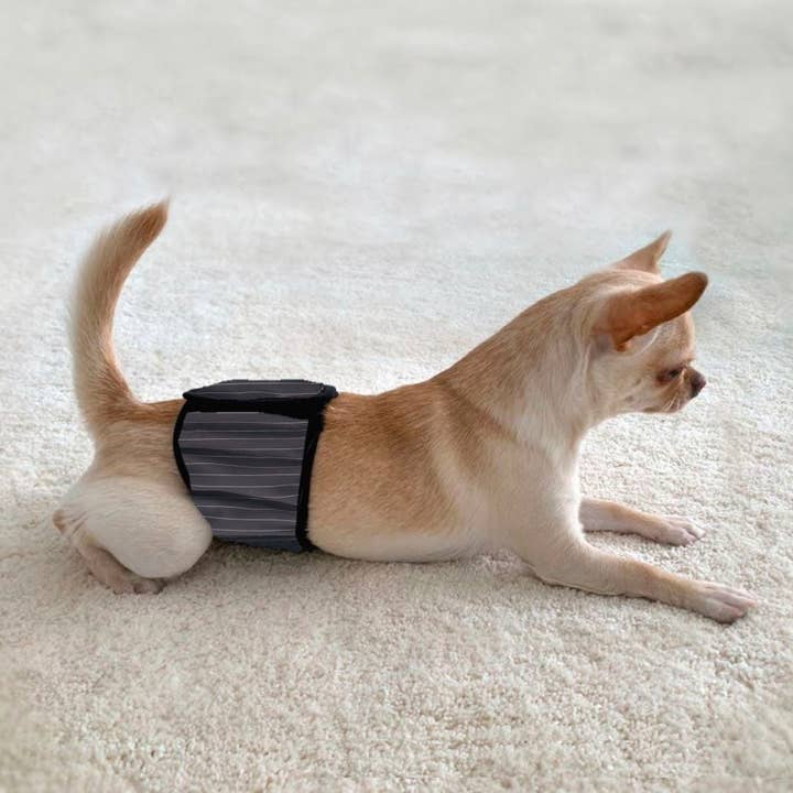 FINNERO - Wholesale Pet Belly Band - Dog - FINNERO JUSTINCASE Male Dog Wrap, 4 Colors, Washable Diaper6