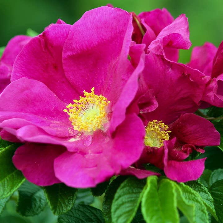 Blooming Wild Botanicals - Wholesale Bath/Body Oil - Meadow Botanical Body Oil | Ylang Ylang + Grapefruit2