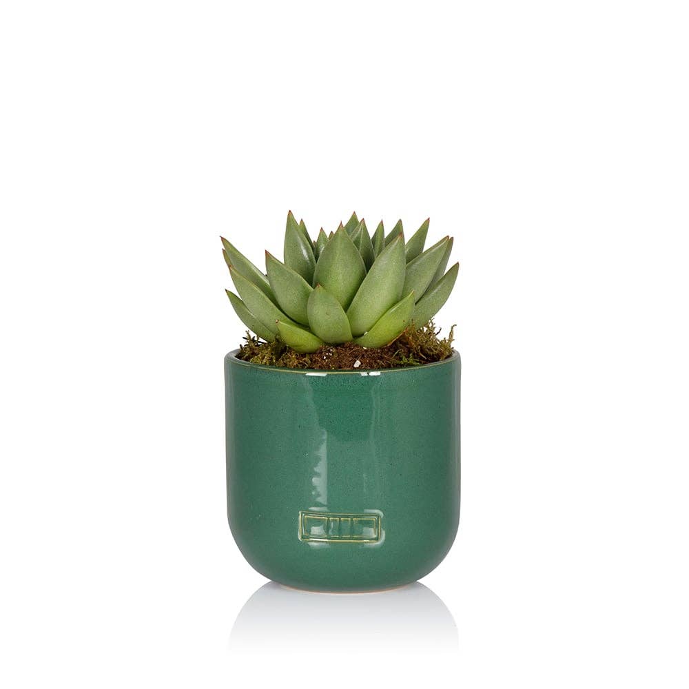 The Little Botanical – wholesale Succulent – Miranda9