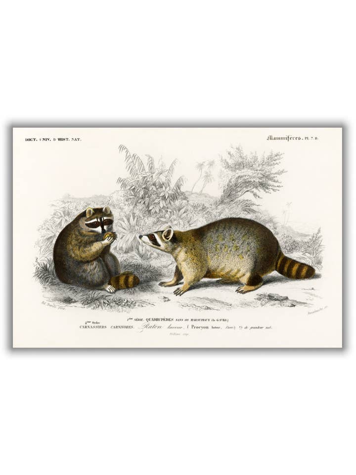 Procione per la vendita all'ingrosso da parte di Stanley Print House