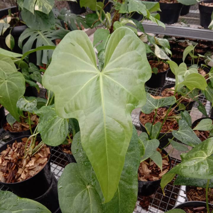 Anthurium × macrolobium | Rare Houseplant for wholesale by OrchidBox