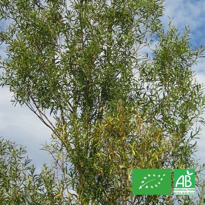 Le Cabri D'Or - Wholesale Health/Detox Tea - Organic white willow - bark1