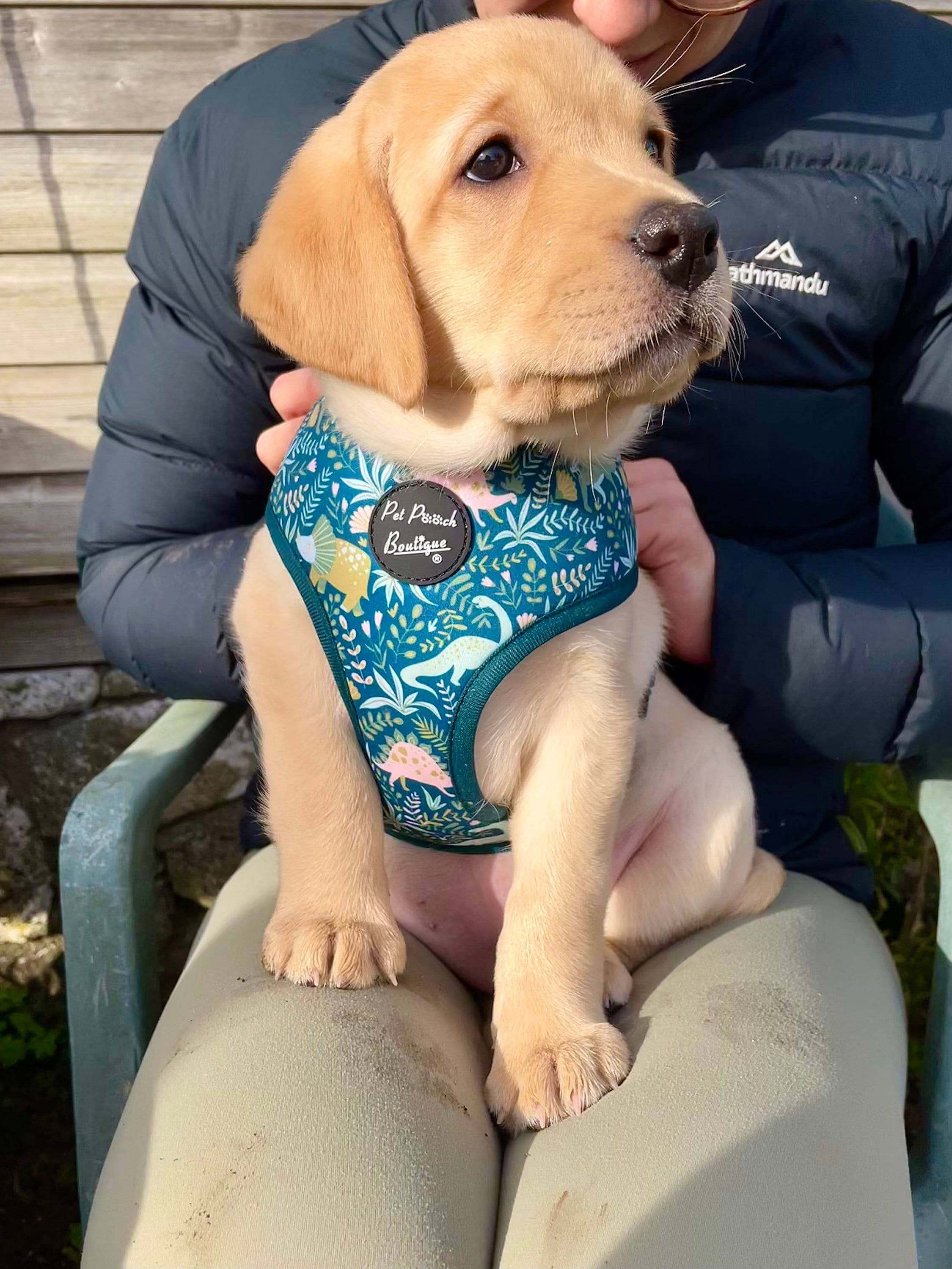 Pet Pooch Boutique - Wholesale Pet Harness - Dog - Dino Rawr Dinosaur Dog Harness With Optional Bow Tie3