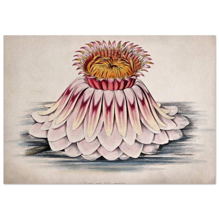 Victoria regis totalmente expandido por atacado de Maison de Paloma