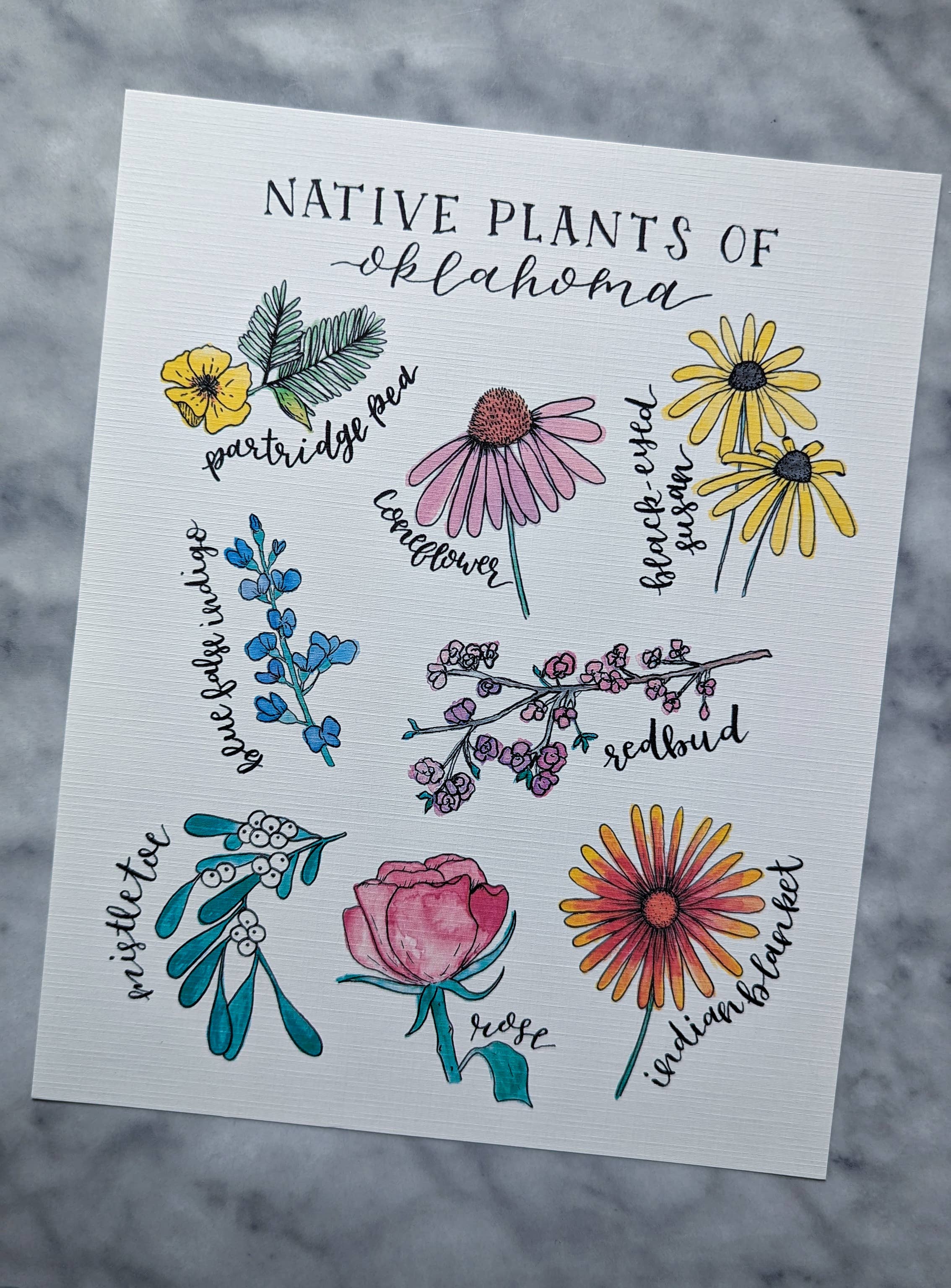 Kallos Ink - Wholesale Art Print - Native Plants of Oklahoma 8x10 Print2