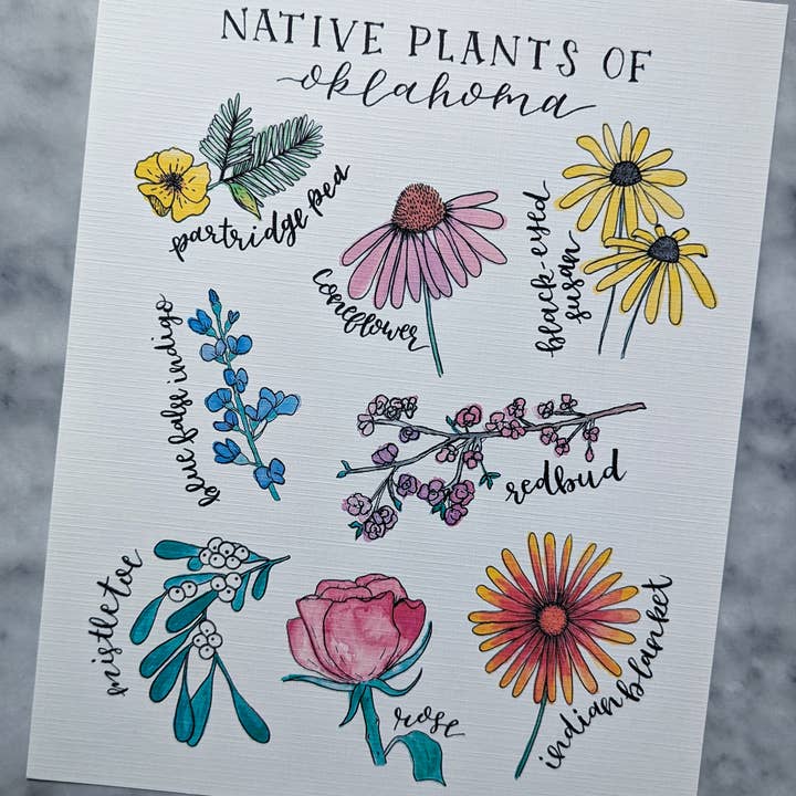 Kallos Ink – wholesale Art print – Native Plants of Oklahoma 8x10 Print2