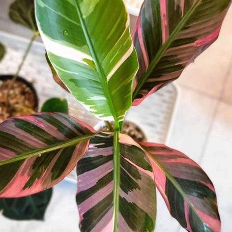 Musa nono variegated 3.5" | Rare Houseplant for wholesale by OrchidBox