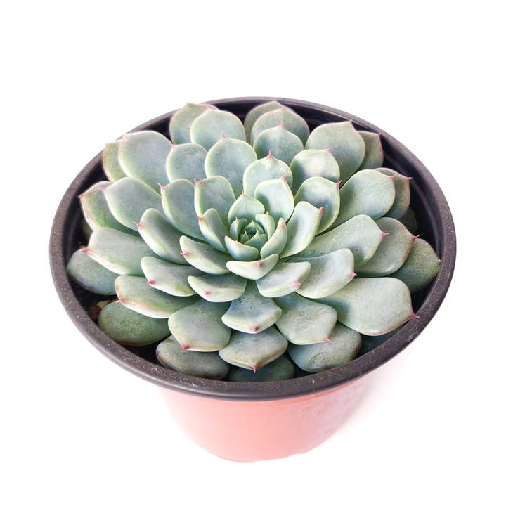 Echeveria Minima - Miniature Succulents 2/4in Pot for wholesale by Best Plant Friend