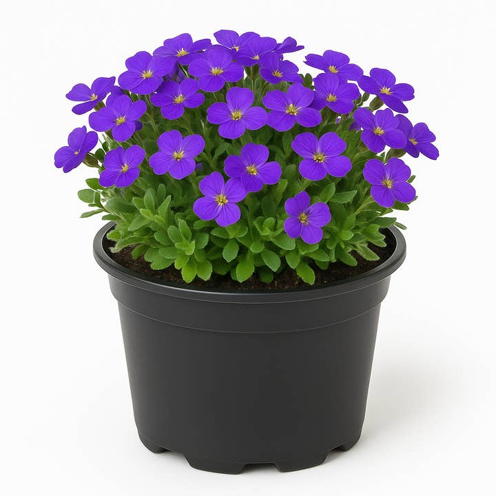 Oasis of Life - Wholesale Live Plant - Aubrieta (Rock Cress) 'Audrey Blue Shades' β evergreen cushion plant 10cm β blue flowering AprilβMay β hardy & insect-friendly for rock garden, wall & bed