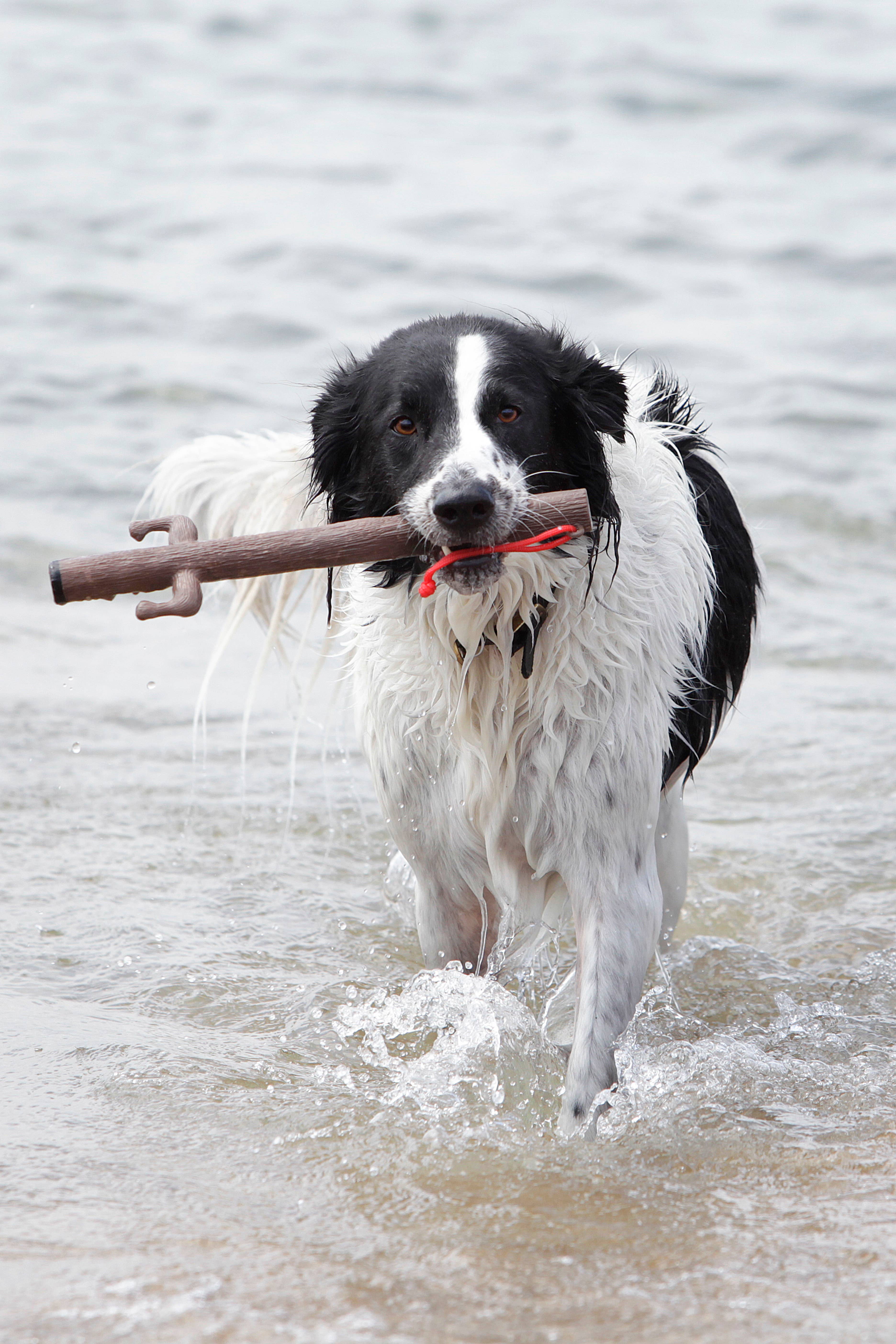 IGSM LTD – wholesale Pet chew toy – Dog – DOOG - The Stick Family - Elwood 2