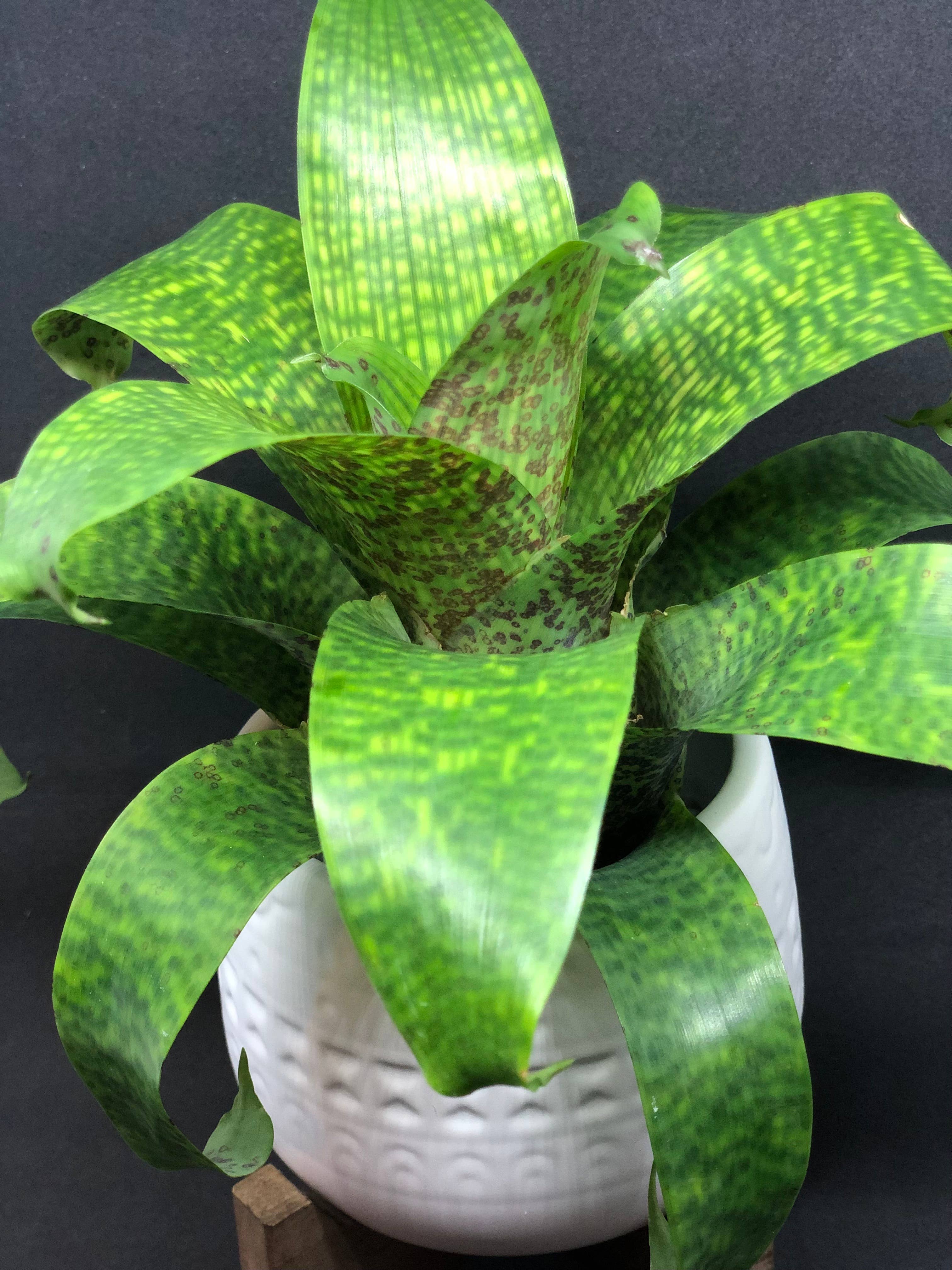 The Artizan Way - Wholesale Live Plant - Vriesea Fenestralis | Live Plant8