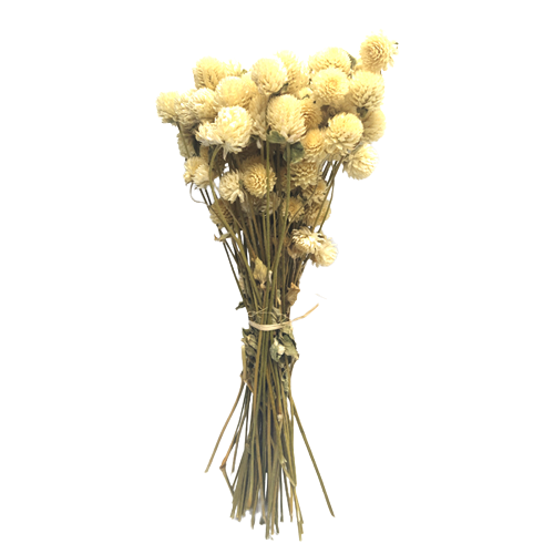 Concari.flores Preservadas - Wholesale Dried/Pressed Flowers - RAMO PERPETUINA SECA0