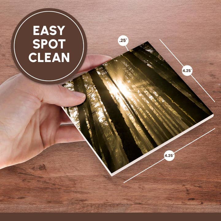 3dRose - Wholesale Coasters - 3dRose, Sunbeam in wooded rainforest, Olympic NP, WA, USA, Coaster6