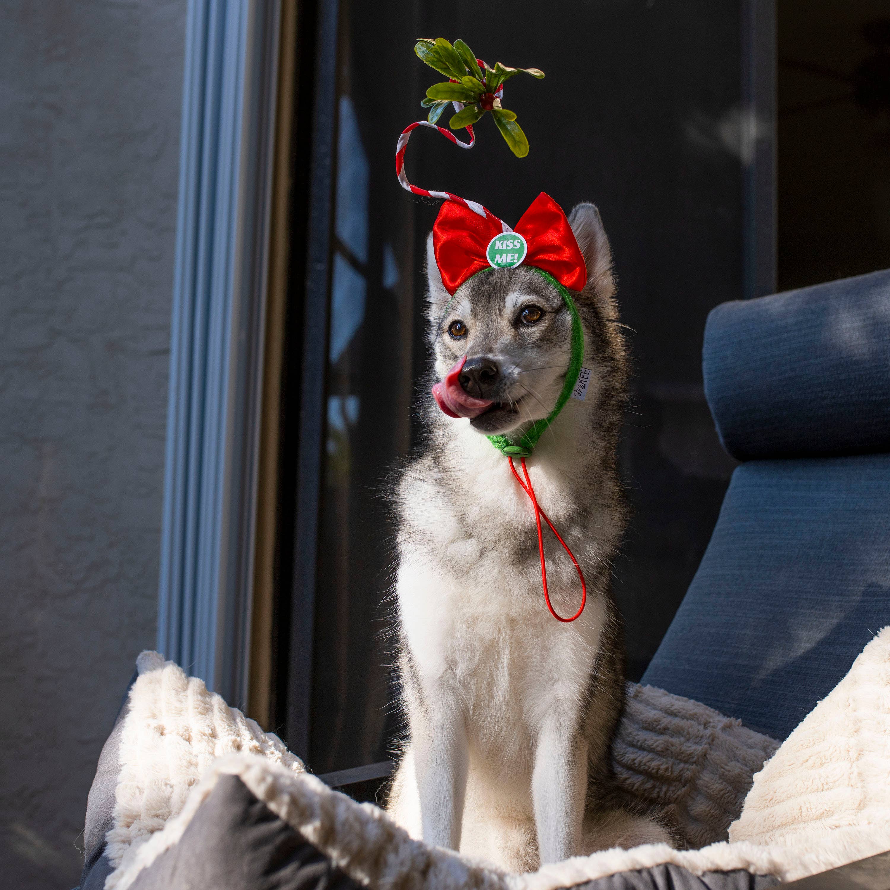 Midlee Designs - Vente Déguisement – chien - Midlee Designs Costume pour chien Serre-tête « Kiss Me Under the Mistletoe »6