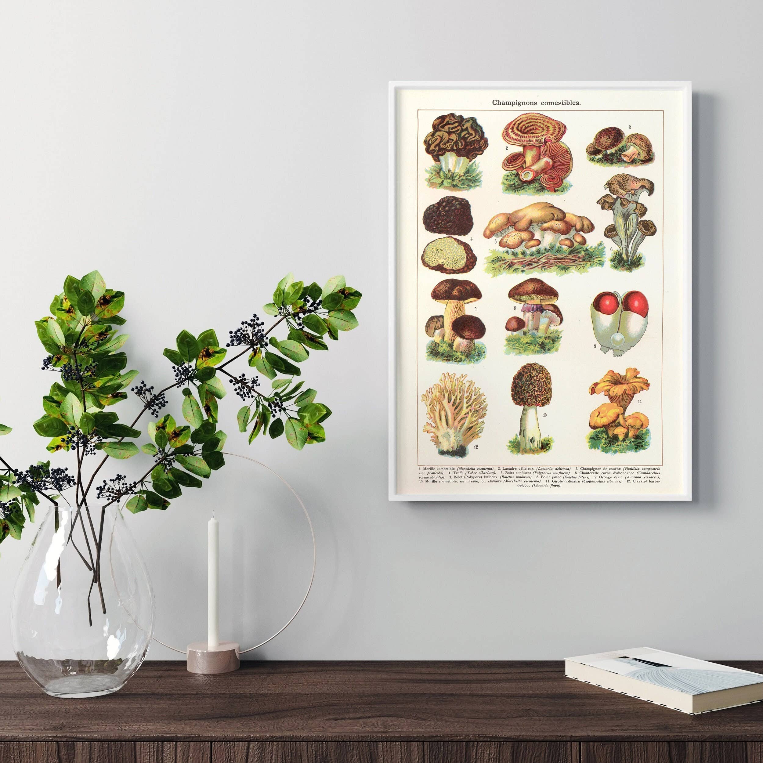 INK & SONS - Wholesale Art Print - Edible Mushrooms Art Print | Vintage Fungi Illustration1