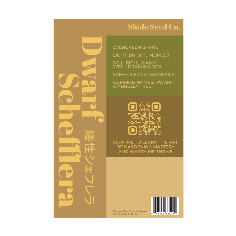 Chive - Wholesale Plant Seeds - 2026 Dwarf Schefflera Indoor Seeds Packet1