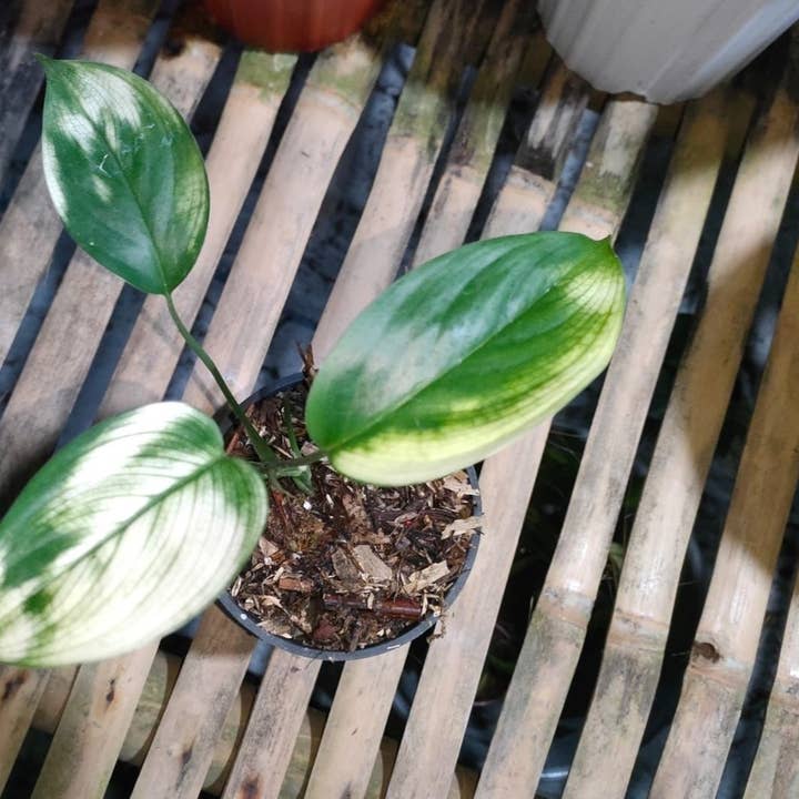Scindapsus "White Monster" variegated SM 1-2 leaves | Rare Houseplant for wholesale by OrchidBox