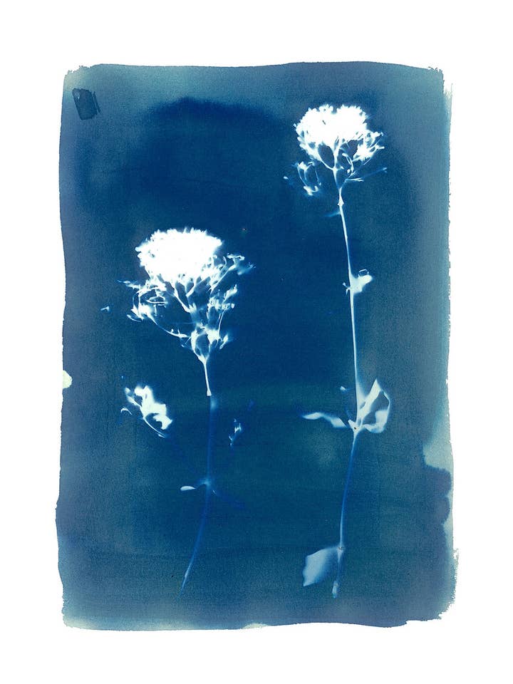 'Red Valerian No.3' Fine Art Giclee Print A4 voor wholesale door Made By McDuff