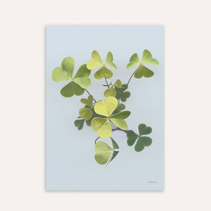 Clover 01, Blumenposter, A4 für den Großhandel von Rijkvol