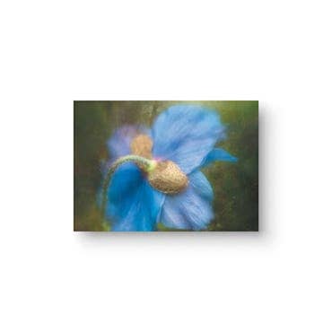 Wild Blue Poppy Single 5x7 Himalayan Flower Greeting Card for wholesale by Sheryl’s Virtual Garden