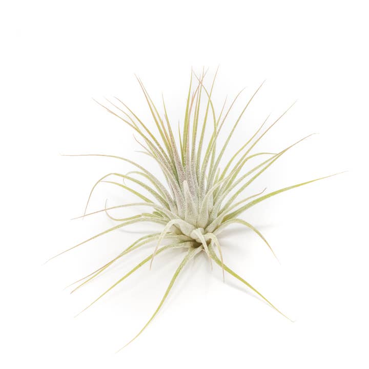Air Plant Shop - Wholesale Live Plant - Tillandsia Ionantha Guatemala Air Plants (24)