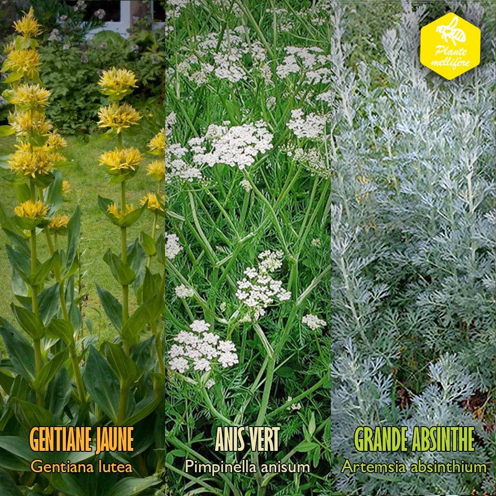 Hexagraine - Venta al por mayor Semillas de plantas - Set de semillas medicinales aromáticas para aperitivos regionales4