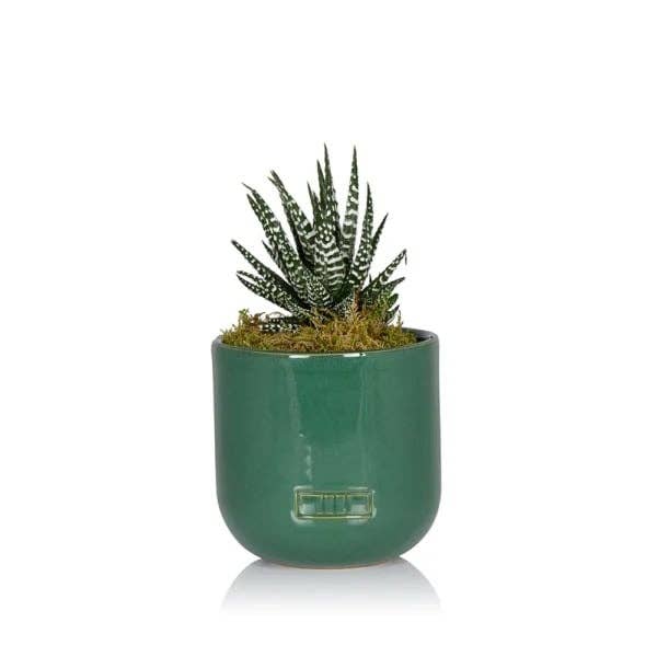 The Little Botanical - Wholesale Live Plant - Haworthia in Ceramic Pot for Indoor Décor12
