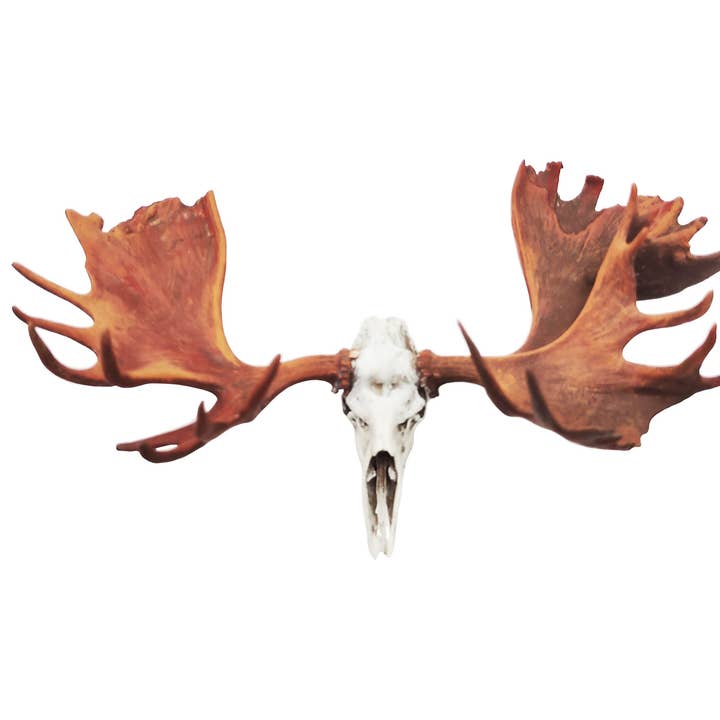 Elgkraniet replika for engroshandel hos The Scale Grail