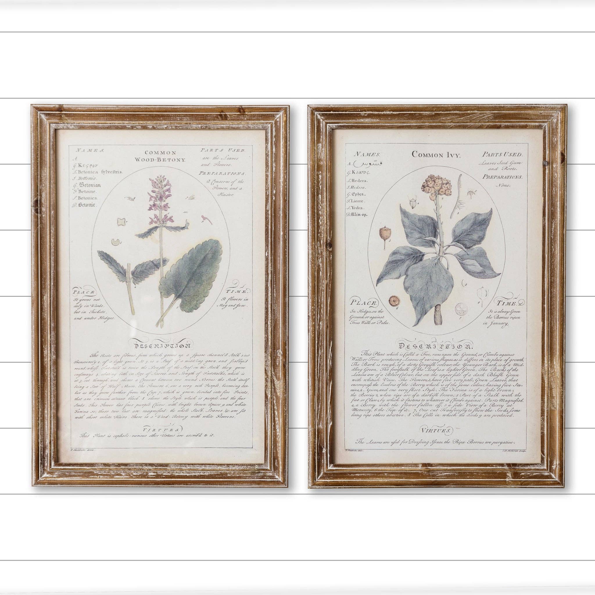 Wholesale Framed Prints Ivy And Wood Betony (PK/2 AST) for your store