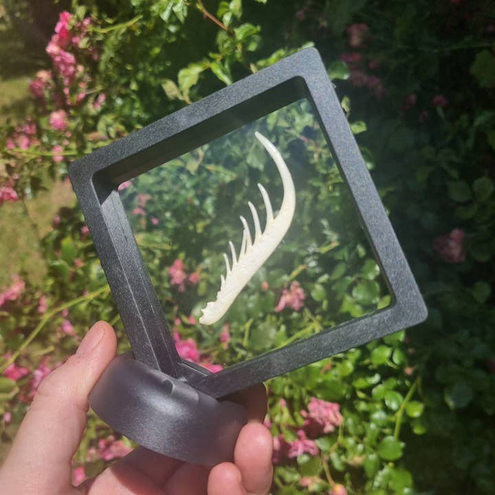 Mantis Shrimp Claw for wholesale by Mellows Delightful Oddities