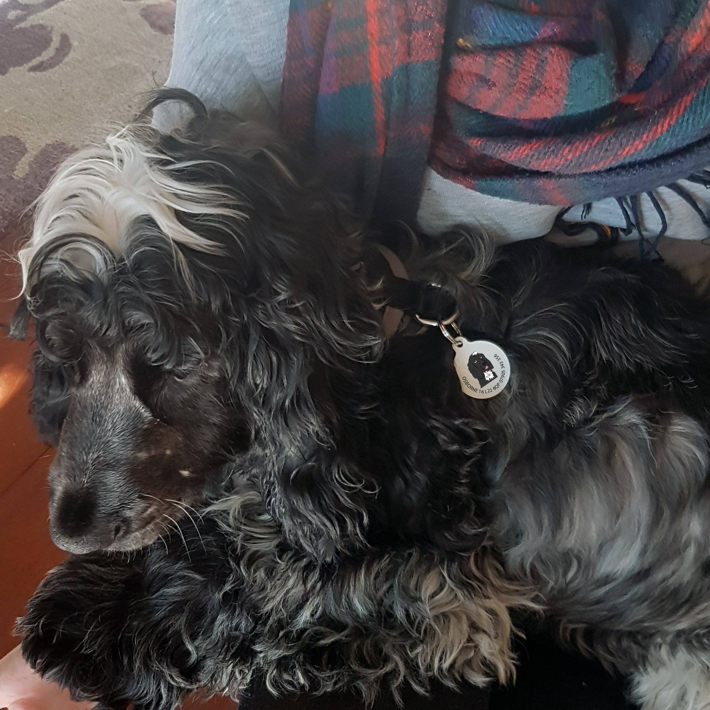 Afewhometruths – wholesale Pet identification tag – Dog – Personalised Dog ID Tag1