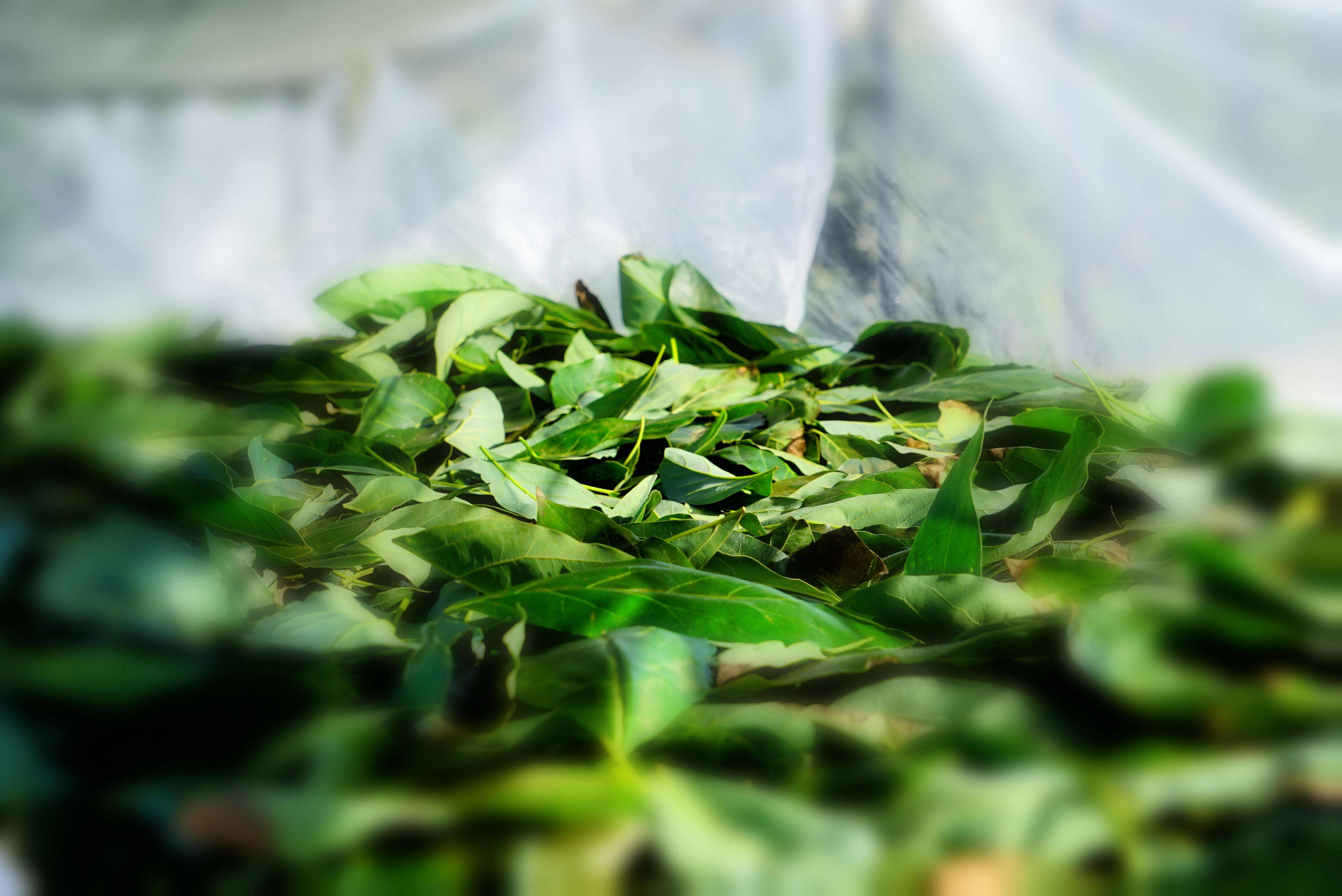 Avocado Tea Co. - Wholesale Health/Detox Tea - Avocado Leaf Chamomile Blend - Case of 6 Canisters6