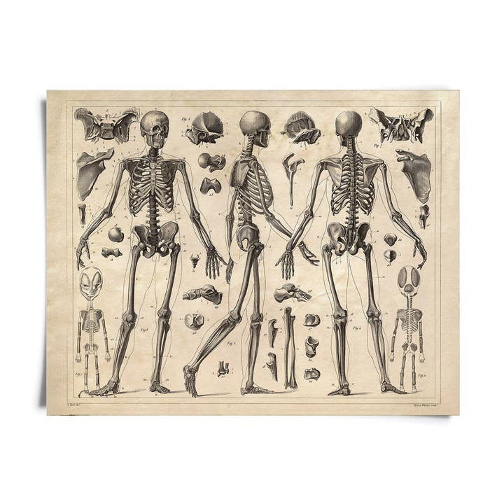 Vintage Anatomy Skeleton Diagram Print w/ optional frame for wholesale by Curious Prints