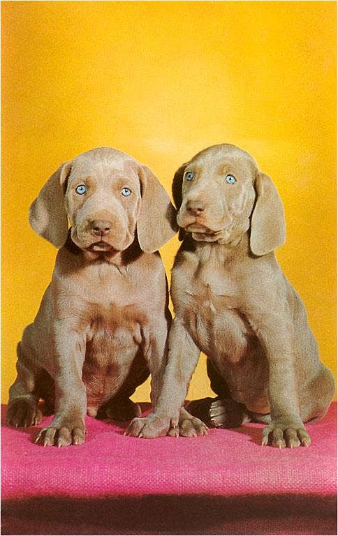 Found Image Press - Wholesale Sticker - Sticker NP-410 Weimaraner Puppies0