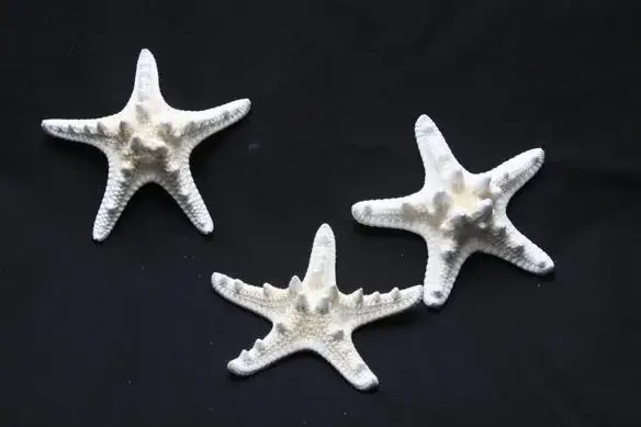 Darlene's Shells - Wholesale Decorative Tabletop Object - 1000PCS 3-4" KNOBBY STAR0