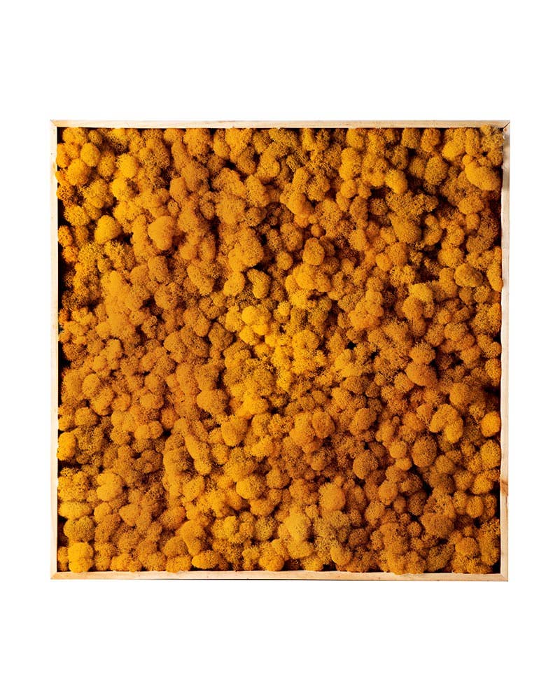 SuperMoss - Wholesale Wall Accent - Vertical Gardens - Reindeer Moss Walls9