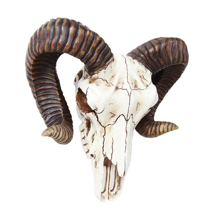 Pacific Trading – wholesale Decorative figurine – Ram Skull0