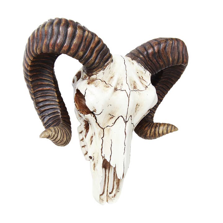 Pacific Trading - Vendita all'ingrosso Statuette decorative - 12237 Teschio di Ariete