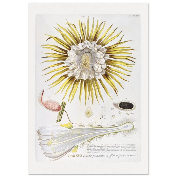 Cereus for wholesale by Maison de Paloma