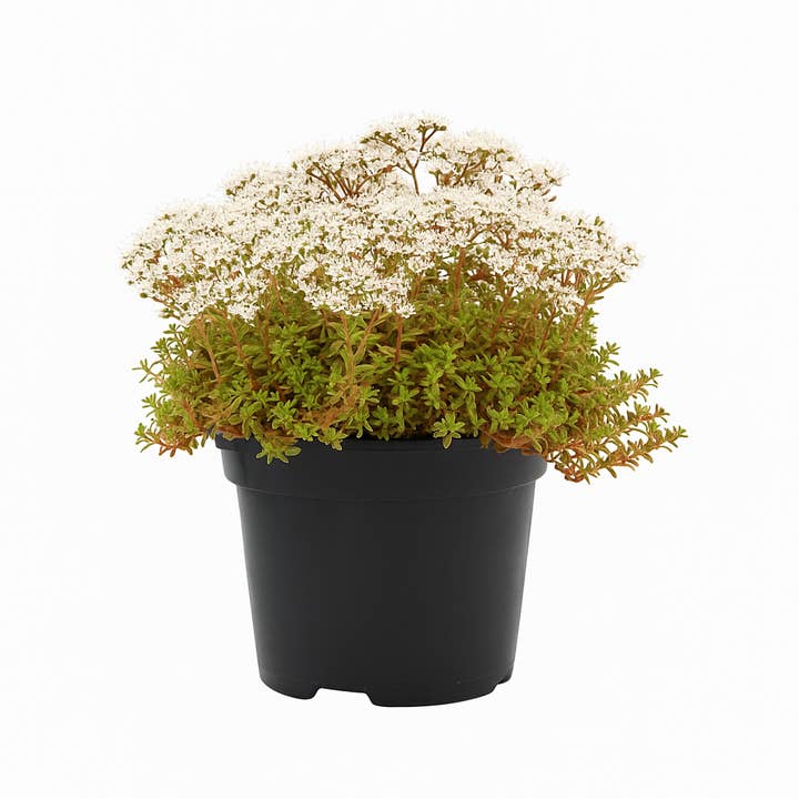 Oasis of Life - Wholesale Live Plant - White Stonecrop (Sedum album 'Coral Carpet') – 3 plants – evergreen, hardy ground cover for rock gardens & green roofs – easy to care for, drought-tolerant & insect-friendly
