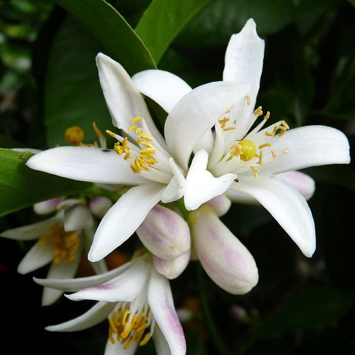 Lemon Blossom en Cedarwood Eco Earth Geurolie voor wholesale door Forget Me Not oils Europe