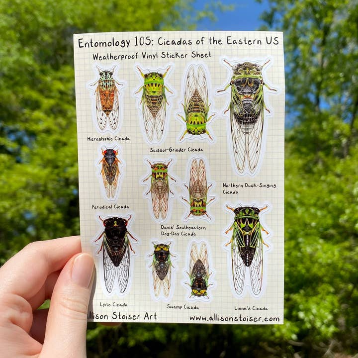 Entomology 105 Cicadas of the Eastern US Vinyl Sticker Sheet for wholesale by Allison Stoiser Art